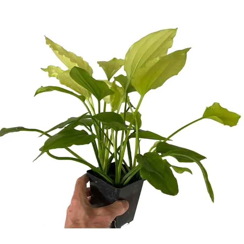 Echinodorus argentinensis XL - Aqua Essentials