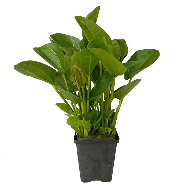 Echinodorus harbich XL - Aqua Essentials
