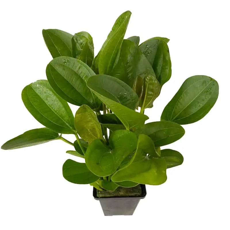 Echinodorus harbich XL - Aqua Essentials