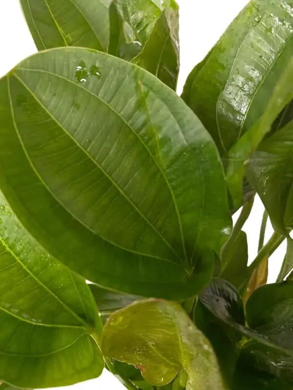 Echinodorus harbich XL - Aqua Essentials