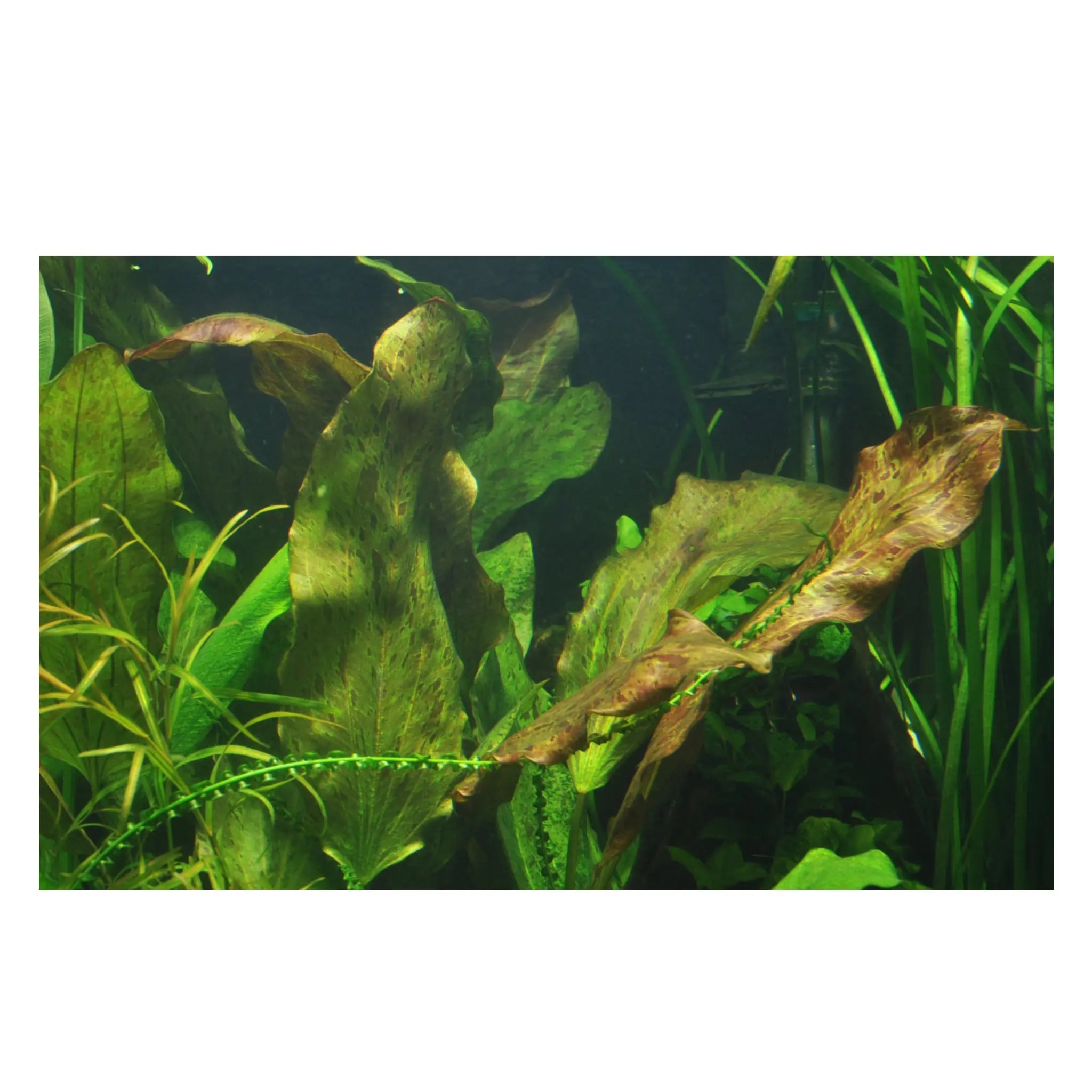 Echinodorus ozelot red XL - Aqua Essentials