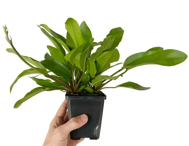 Echinodorus reni XL - Aqua Essentials