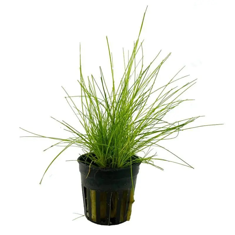 Eleocharis parvula - Aqua Essentials