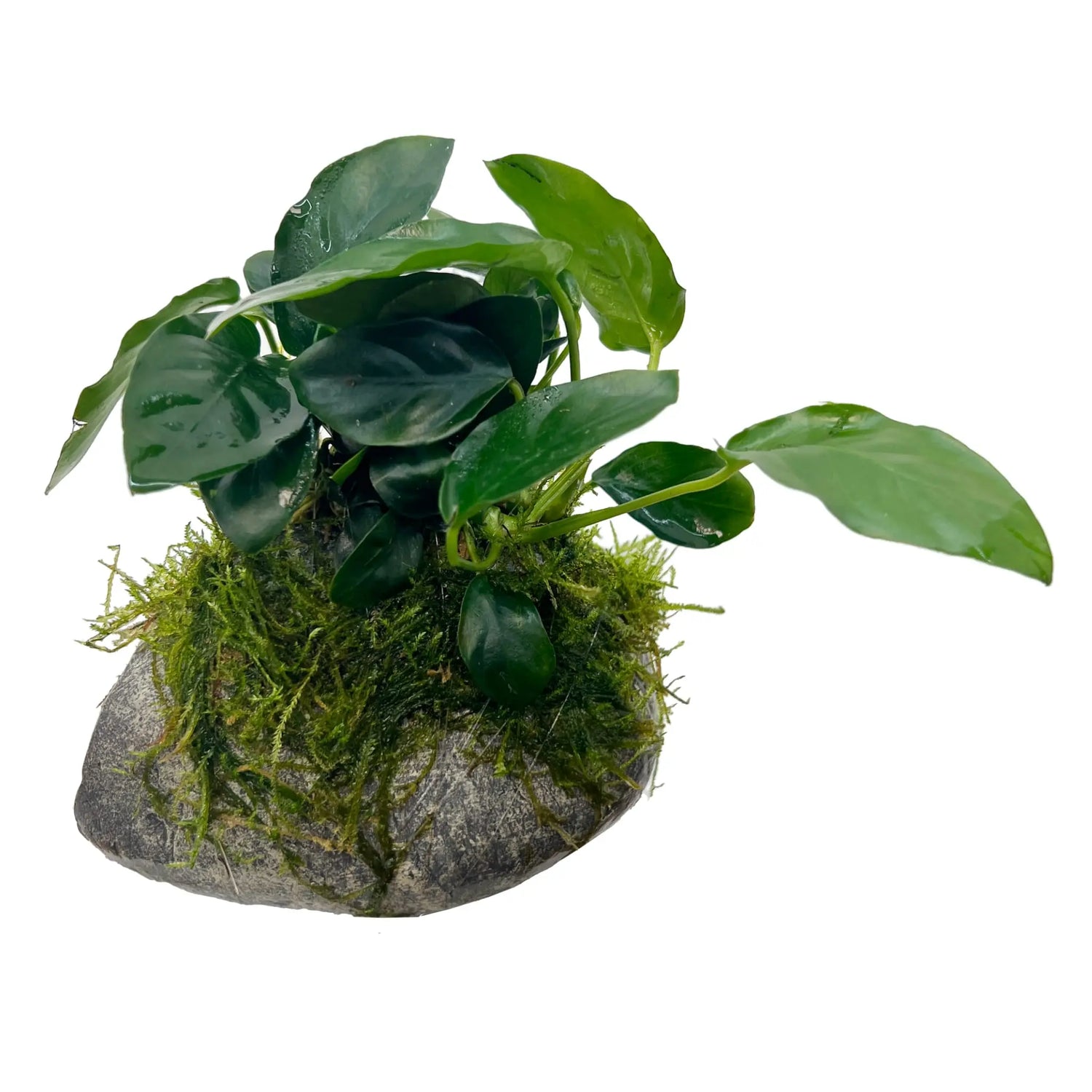 Mossy Fish Cave with Anubias - Aqua Essentials