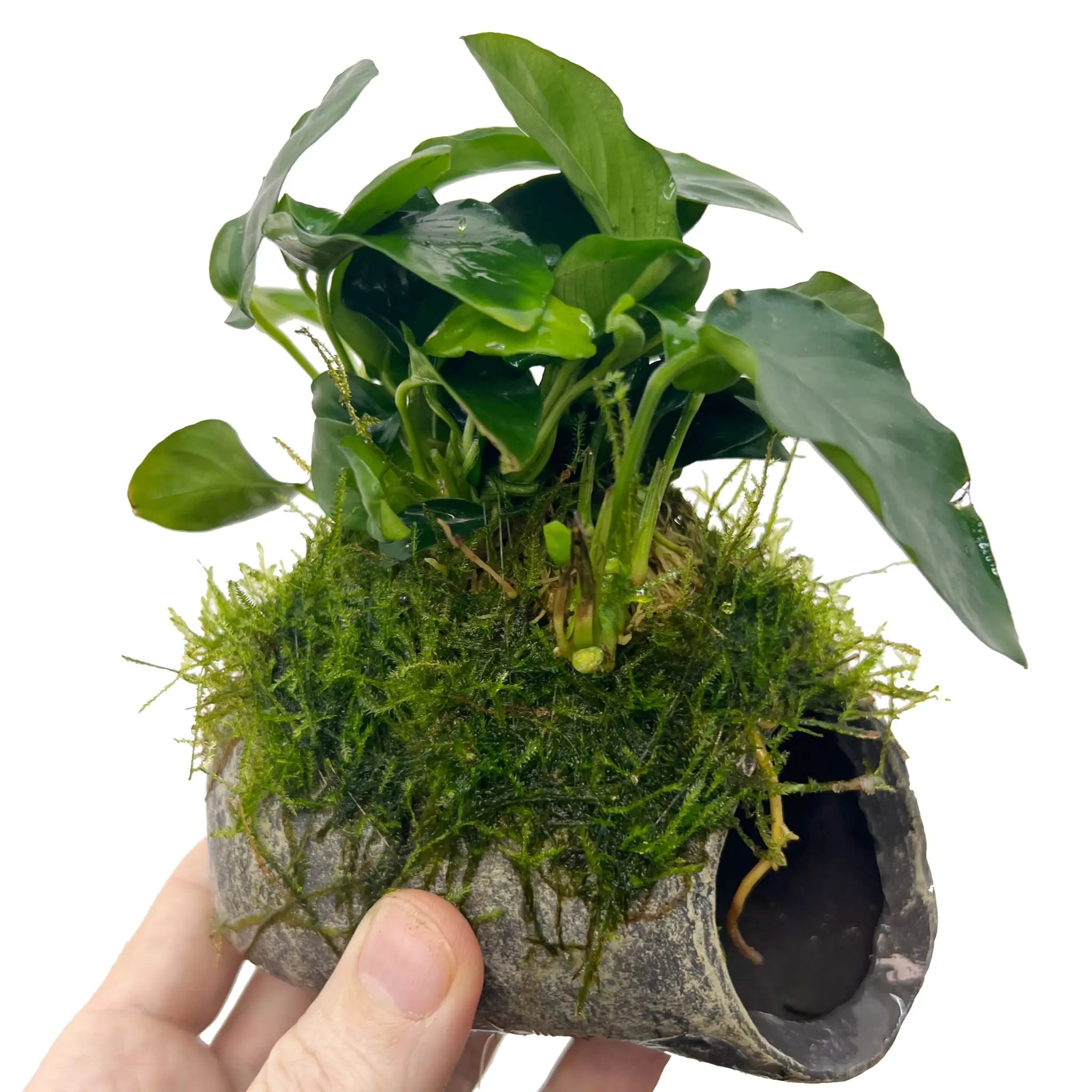 Mossy Fish Cave with Anubias - Aqua Essentials