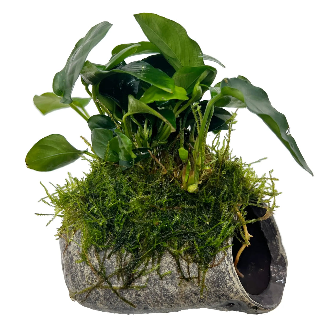 Mossy Fish Cave with Anubias - Aqua Essentials