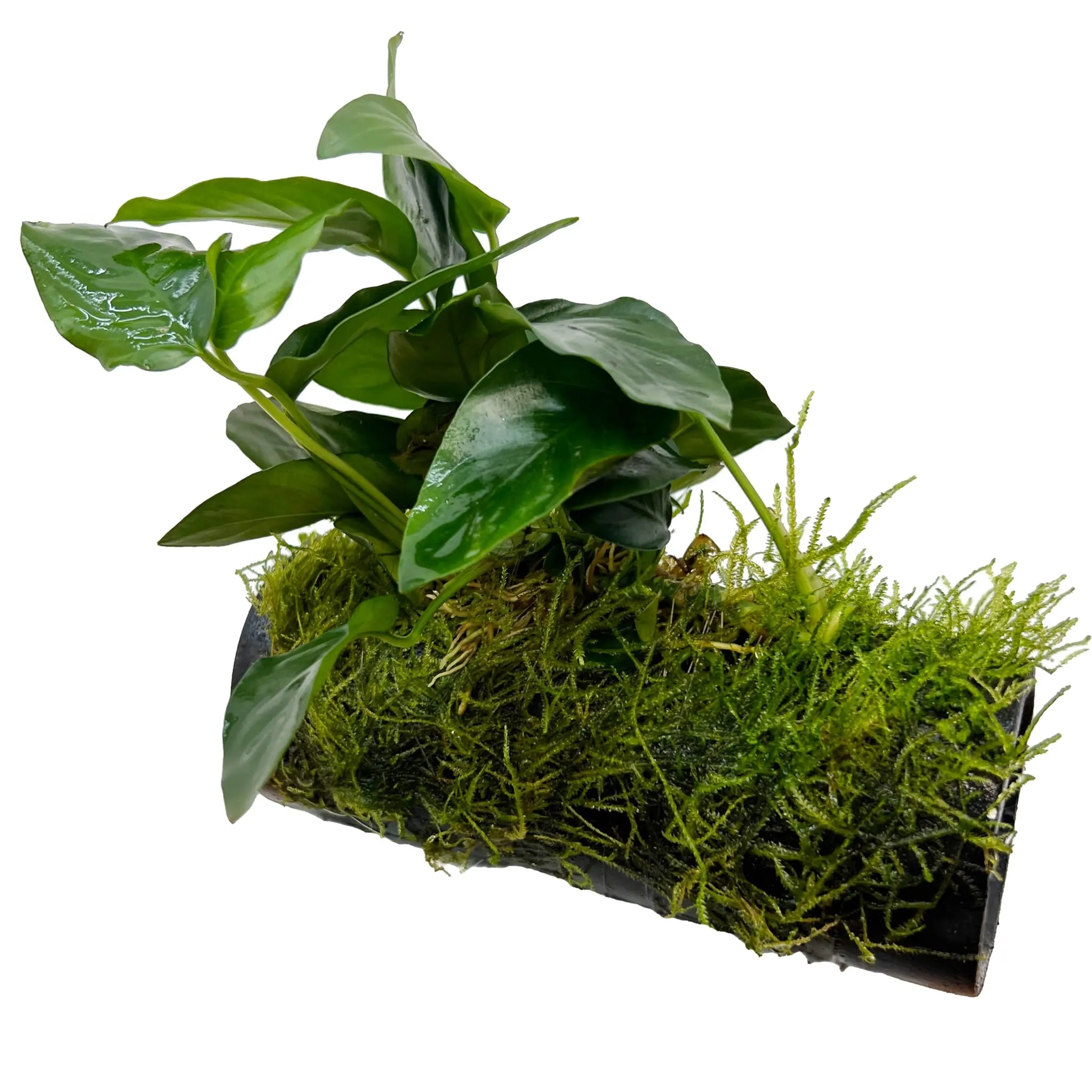 Java Moss Fish House with Anubias - Aqua Essentials