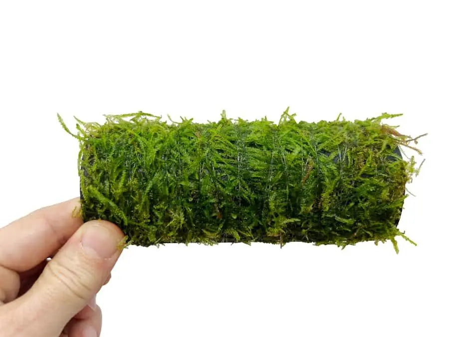 Java Moss Fish House - Aqua Essentials