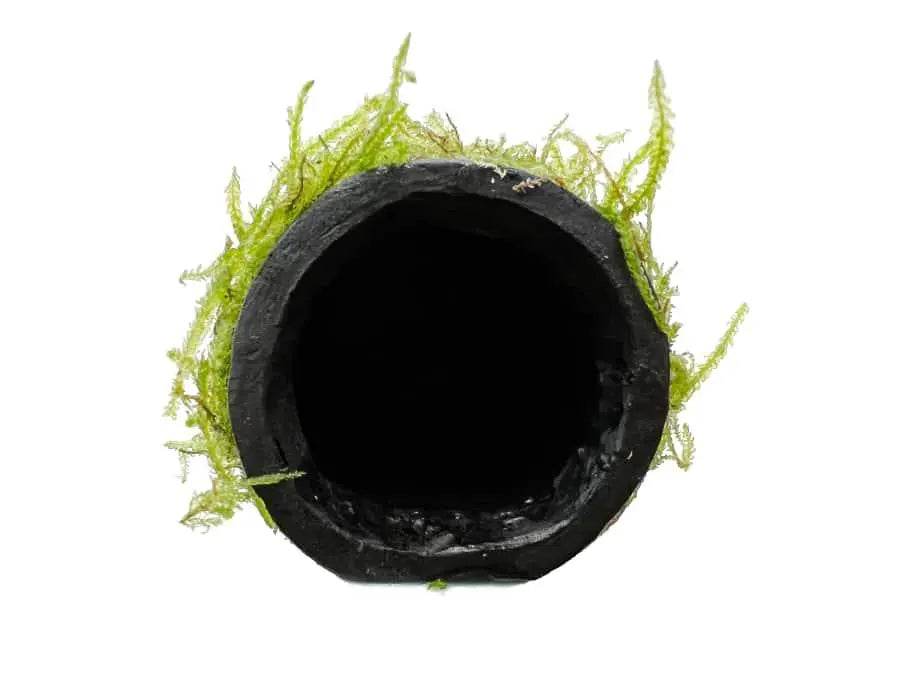 Java Moss Fish House - Aqua Essentials