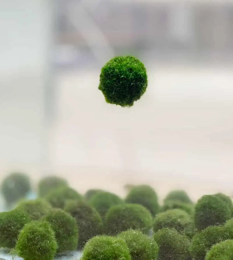 Floating Moss Ball - Aqua Essentials