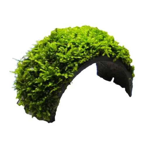 Coconut Arch with Java Moss - Aqua Essentials