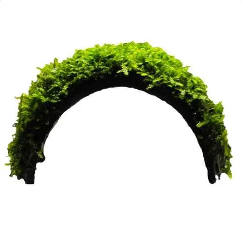 Coconut Arch with Java Moss - Aqua Essentials