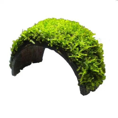 Coconut Arch with Java Moss - Aqua Essentials