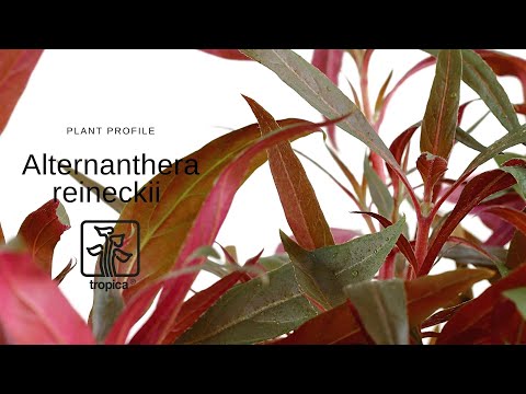 Alternanthera reineckii Pink