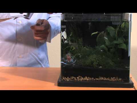 Superfish Snail Catcher