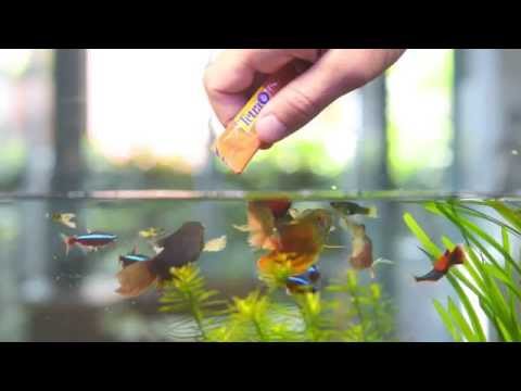 Tetra Fresh Delica Brine Shrimp
