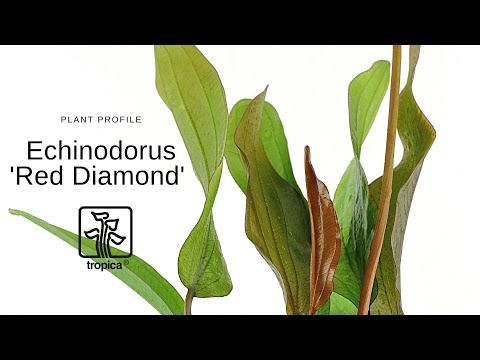 Echinodorus Red Diamond