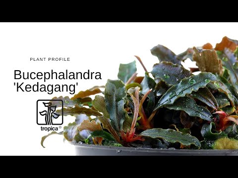 Bucephalandra kedagang