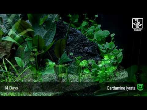 Cardamine lyrata (Japanese cress)
