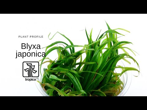 Blyxa japonica