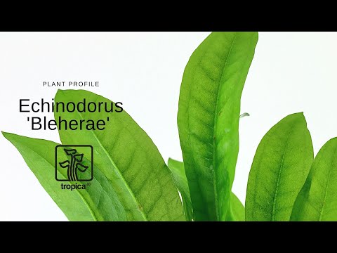 Echinodorus bleheri (Amazon sword)