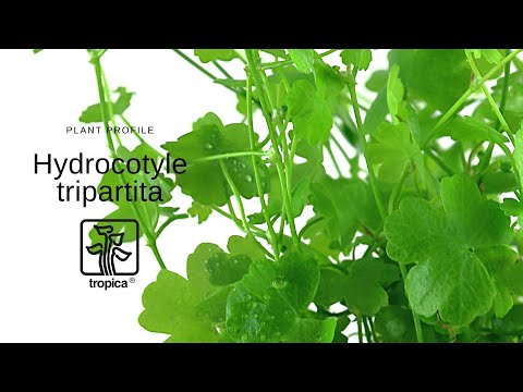 Hydrocotyle tripartita