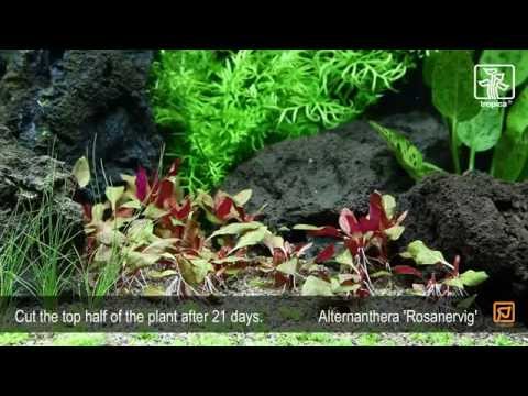 Alternanthera rosanervig