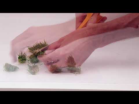 Tissue Culture Mixed Box of Aquarium Plants