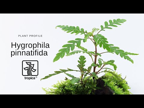 Tropica Hygrophila pinnatifida 1-2-GROW!