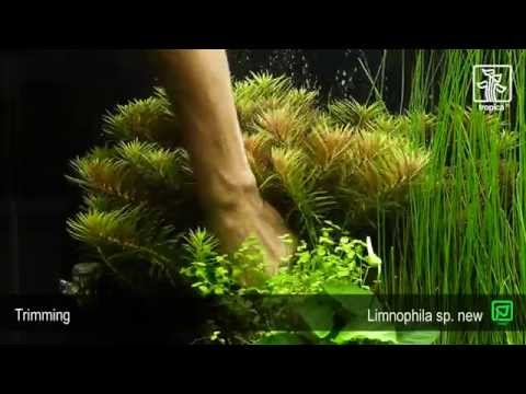 Limnophila hippuridoides
