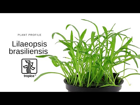 Lilaeopsis brasiliensis