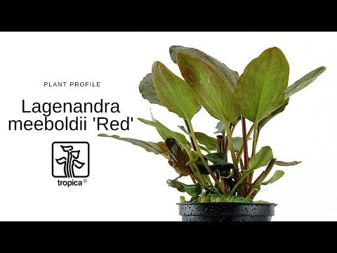 Lagenandra meeboldi Red