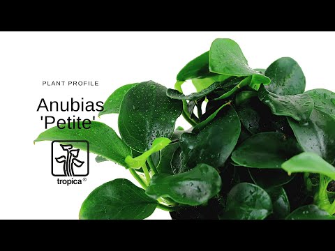 Anubias barteri Petite