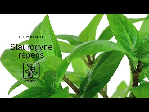 Tropica Staurogyne repens 1-2-GROW!