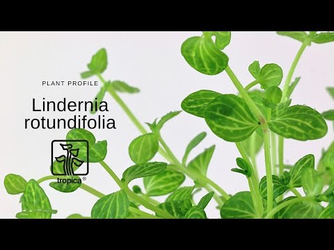 Lindernia rotundifolia