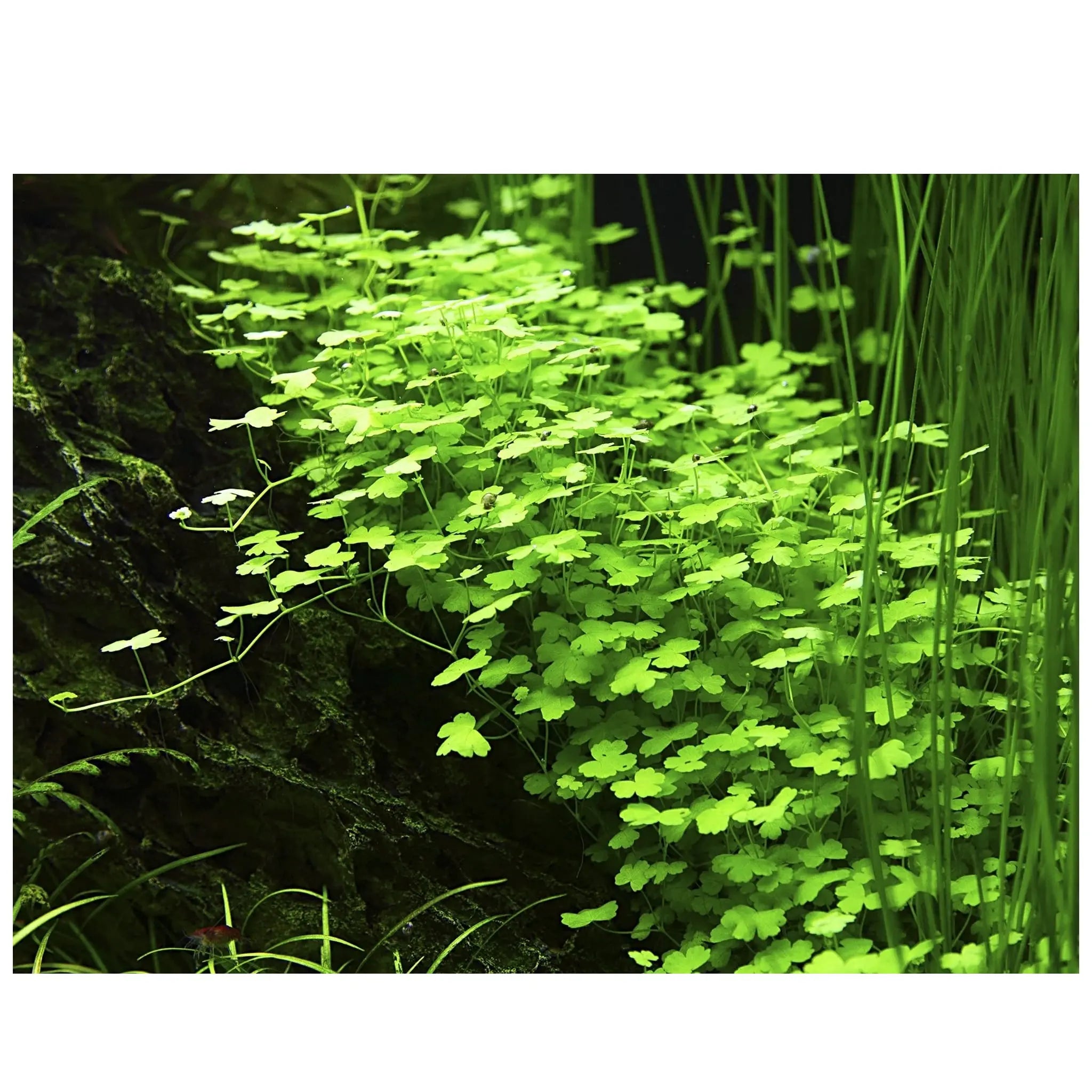 Hydrocotyle tripartita - Aqua Essentials