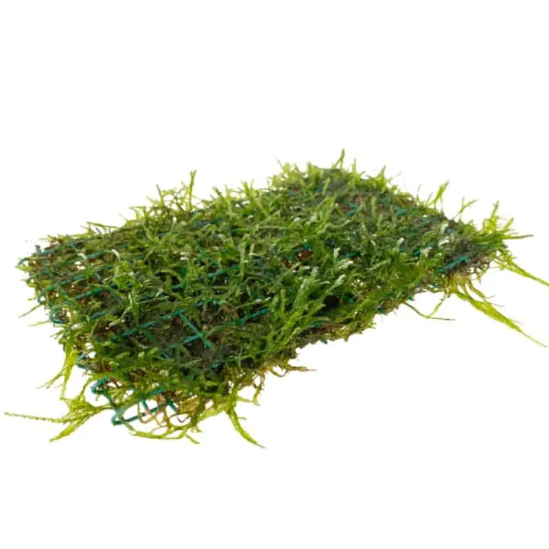 Java Moss On Pad - 15x10cm - Aqua Essentials