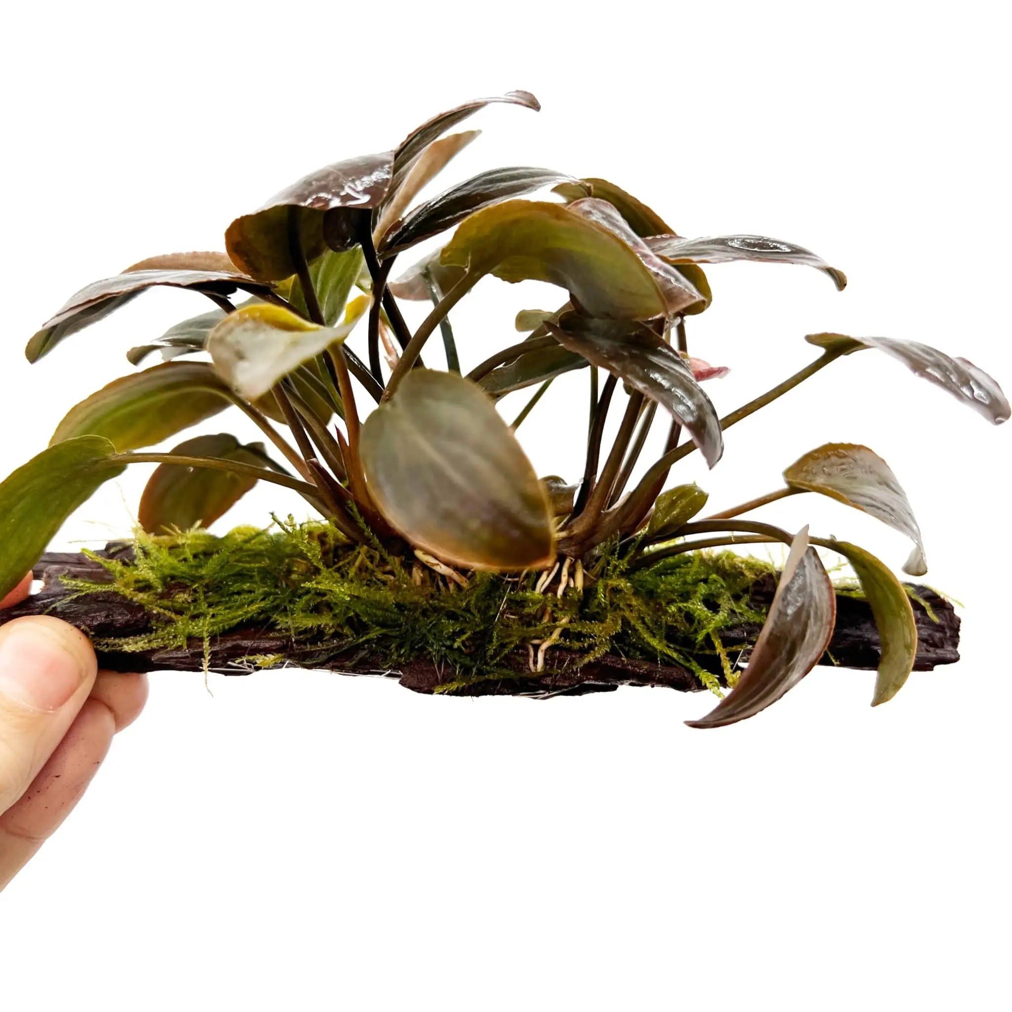 Lagenandra meeboldi Red on Driftwood - Aqua Essentials