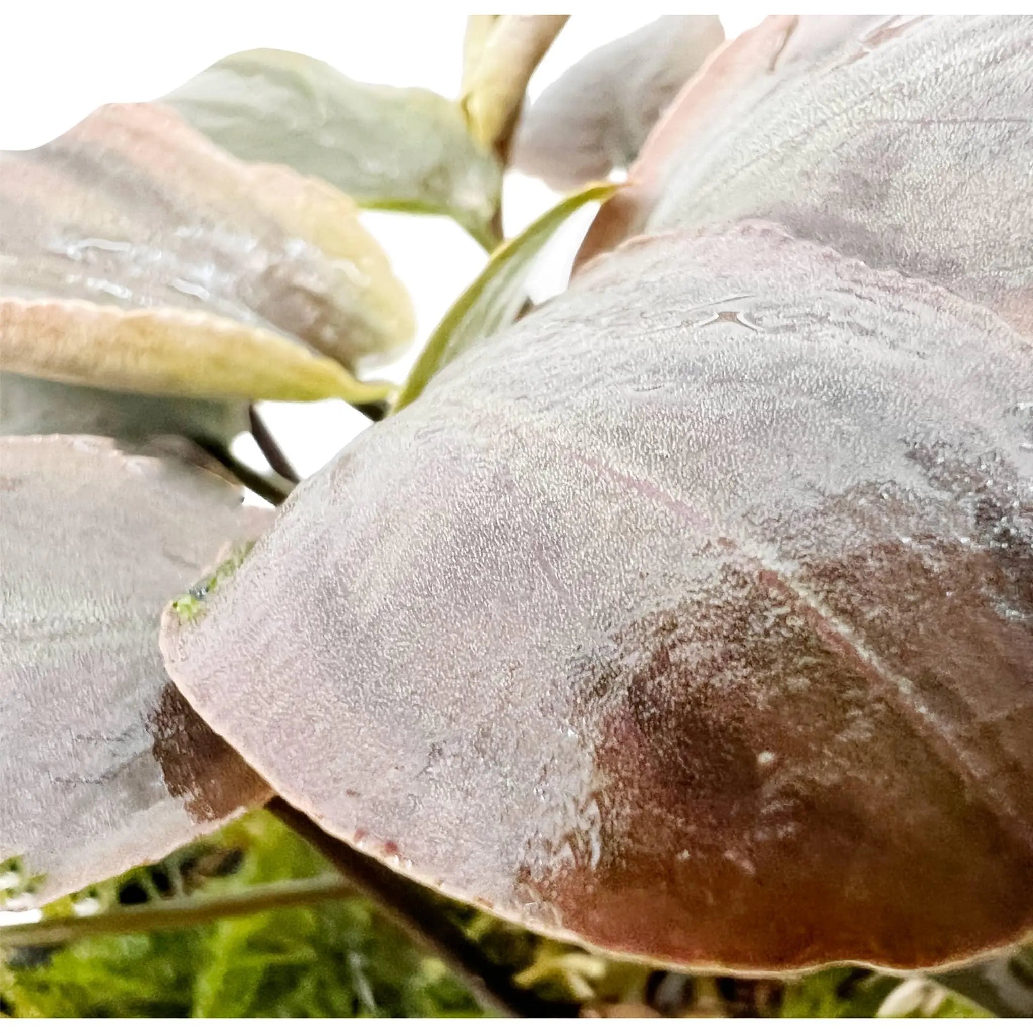 Lagenandra meeboldi Red on Driftwood - Aqua Essentials