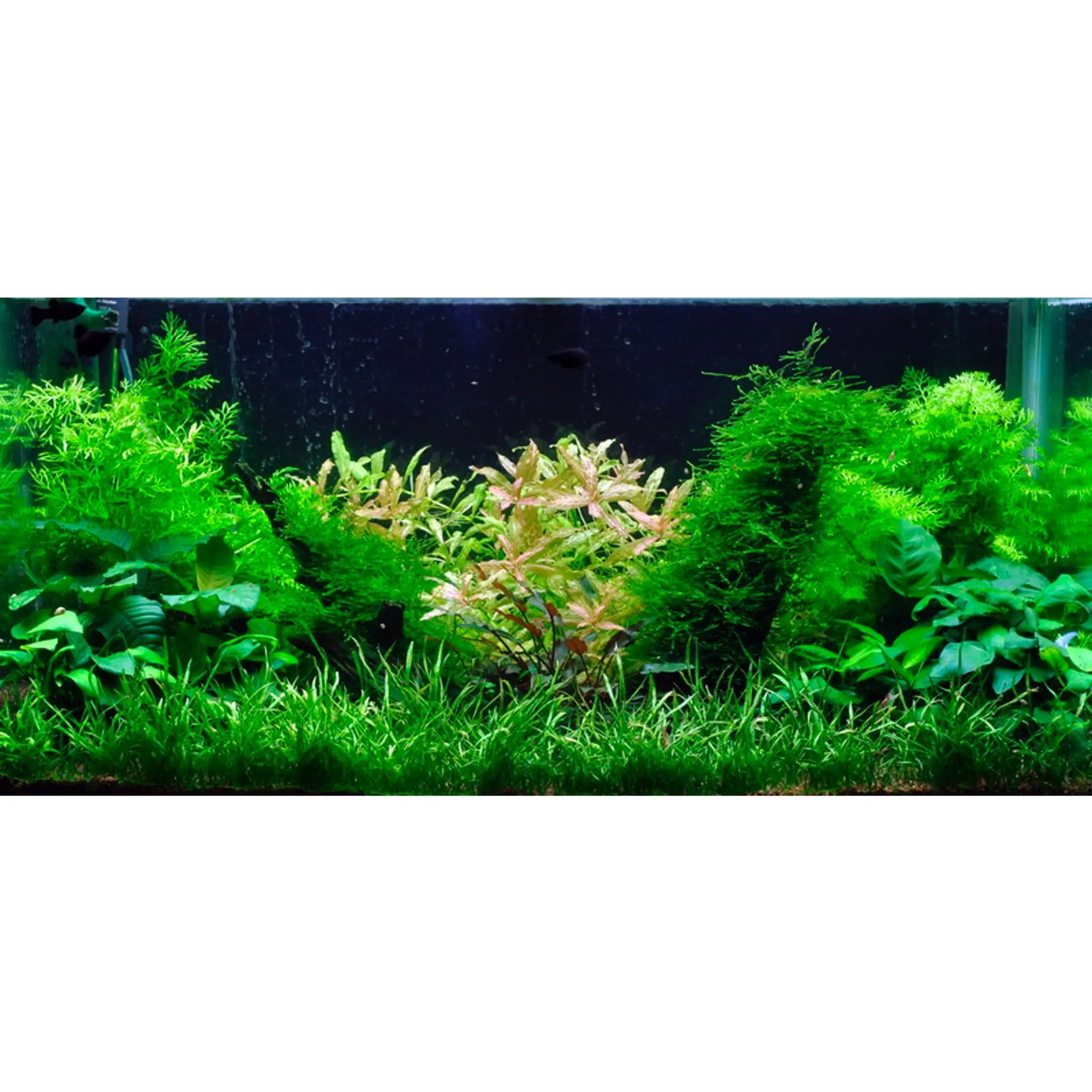 Scaped For You Collection - Layout 2 (128L) Medium - Aqua Essentials