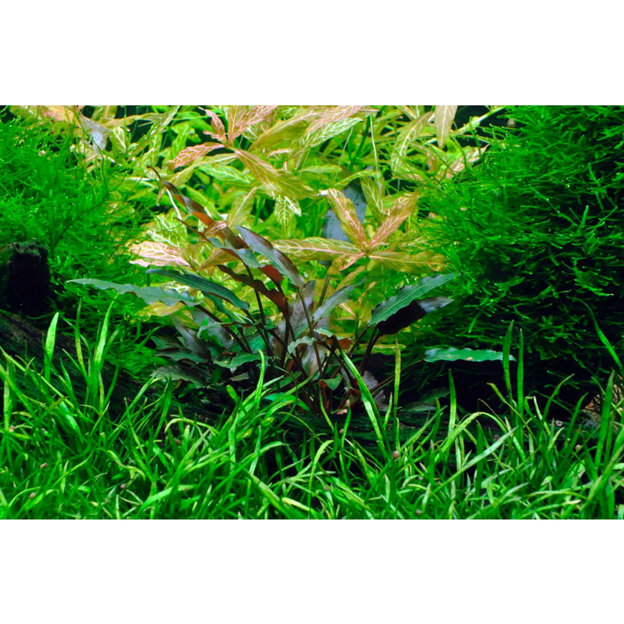 Scaped For You Collection - Layout 2 (128L) Medium - Aqua Essentials