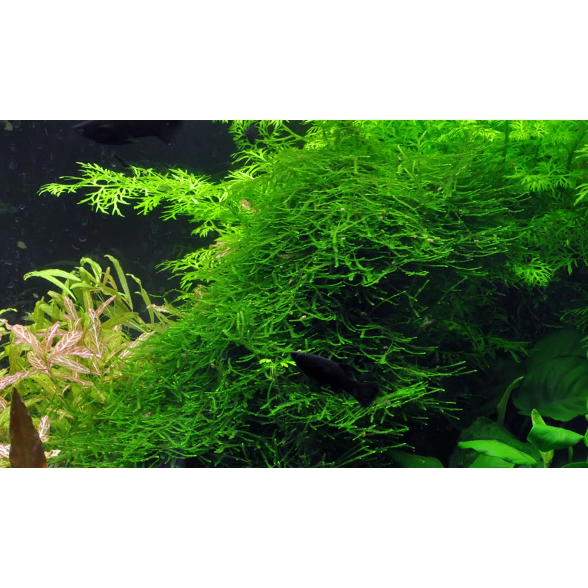 Scaped For You Collection - Layout 2 (128L) Medium - Aqua Essentials