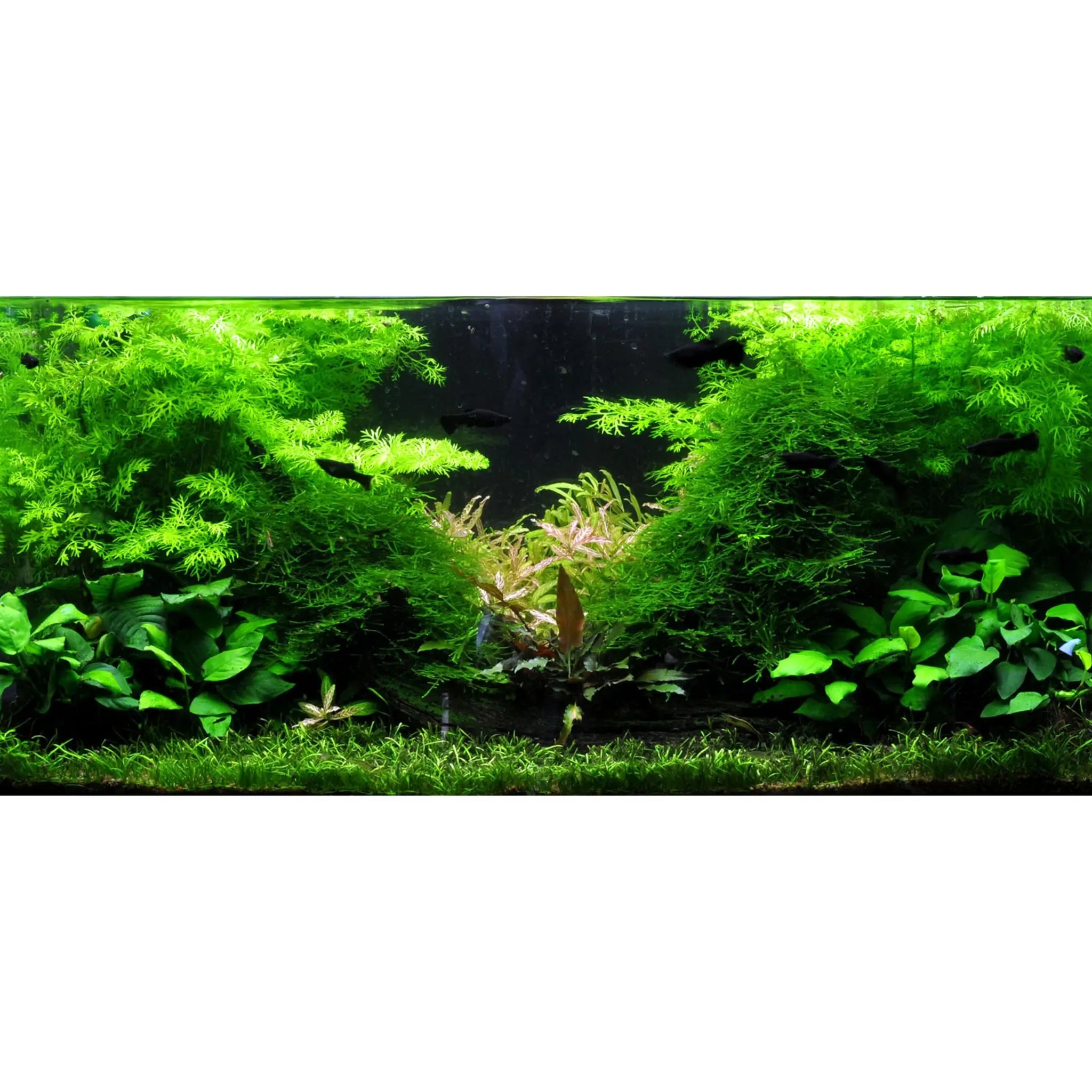 Scaped For You Collection - Layout 2 (128L) Medium - Aqua Essentials