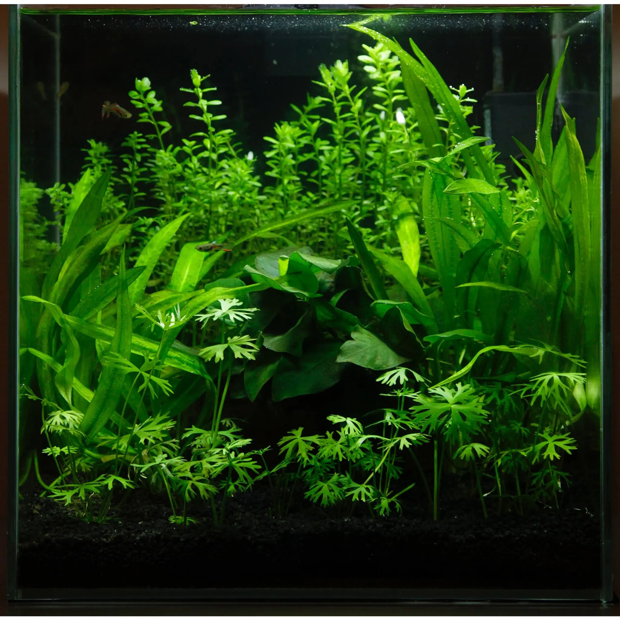 Scaped For You Collection - Layout 30 (27L) Easy - Aqua Essentials