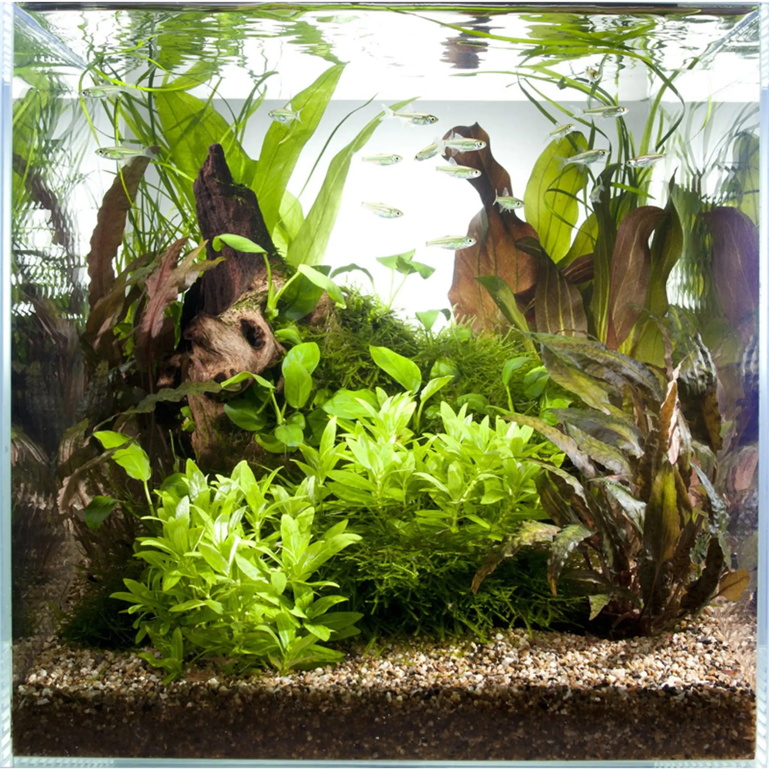 Scaped For You Collection - Layout 43 (30L) Easy - Aqua Essentials