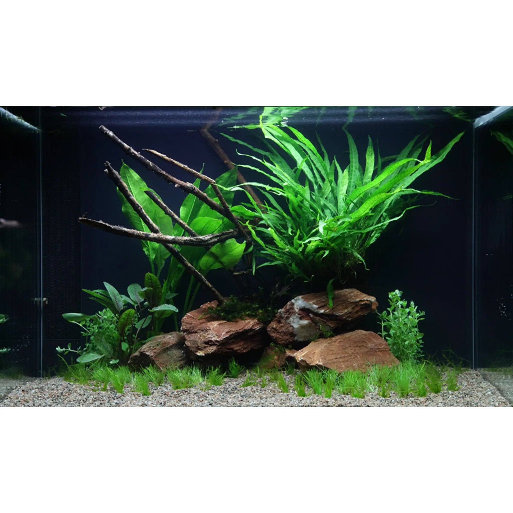 Scaped For You Collection - Layout 63 (100L) Easy - Aqua Essentials