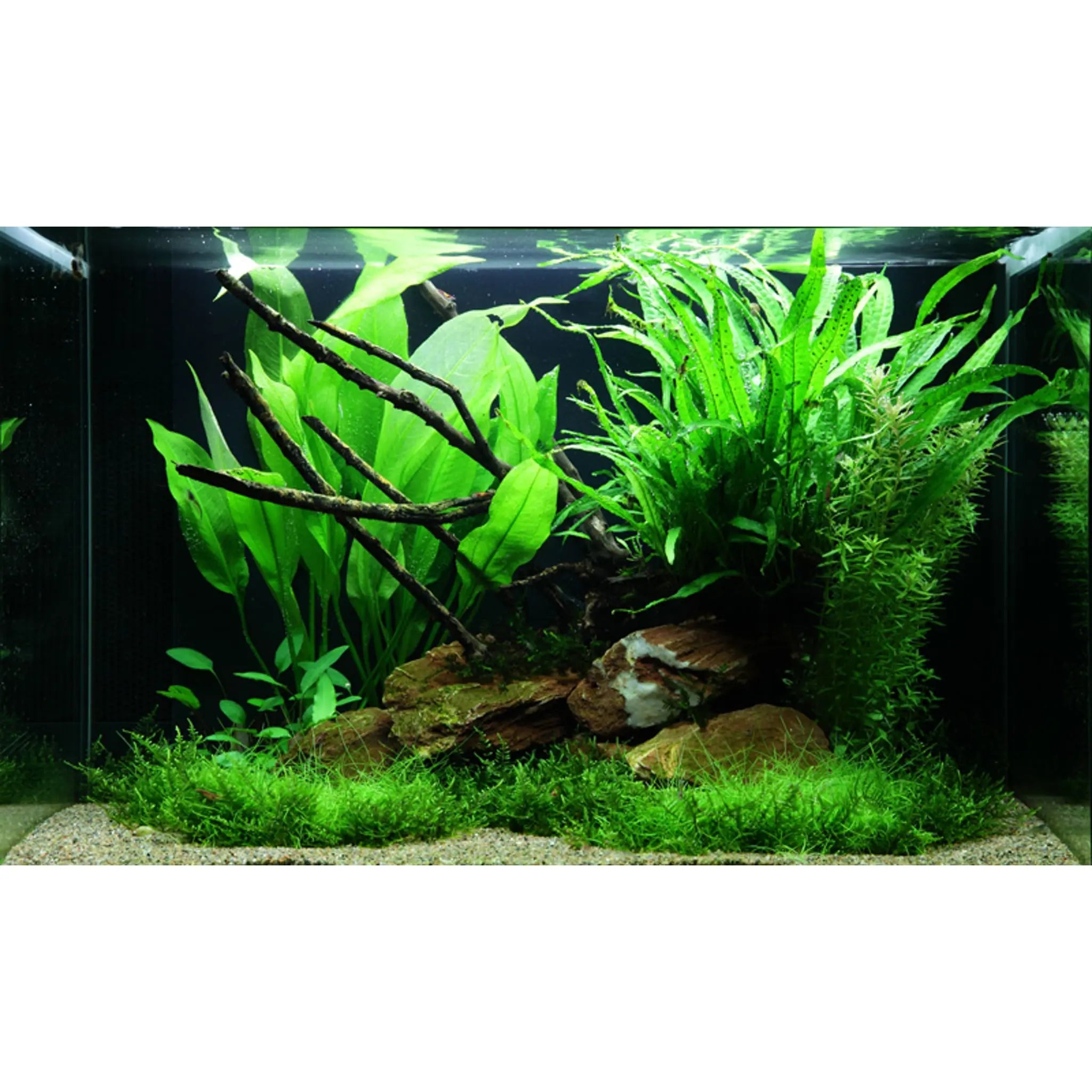 Scaped For You Collection - Layout 63 (100L) Easy - Aqua Essentials