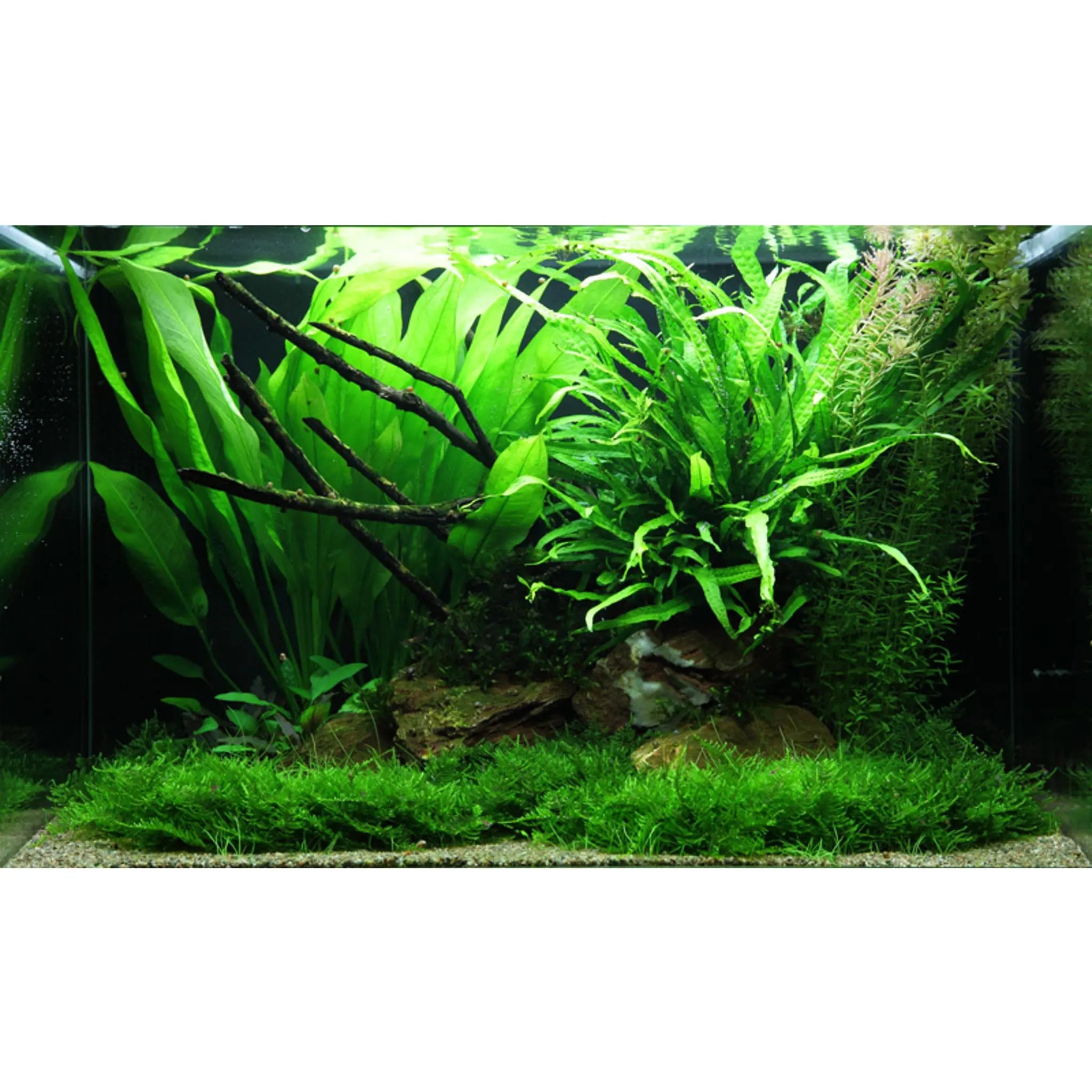 Scaped For You Collection - Layout 63 (100L) Easy - Aqua Essentials