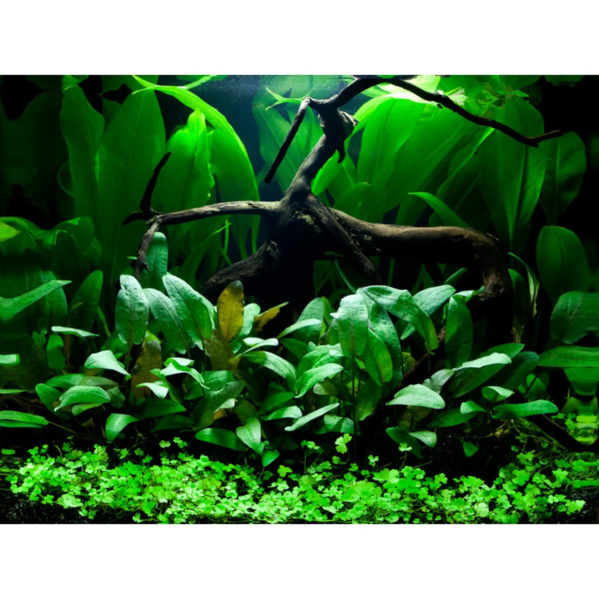 Scaped For You Collection - Layout 66 (48L) Easy - Aqua Essentials