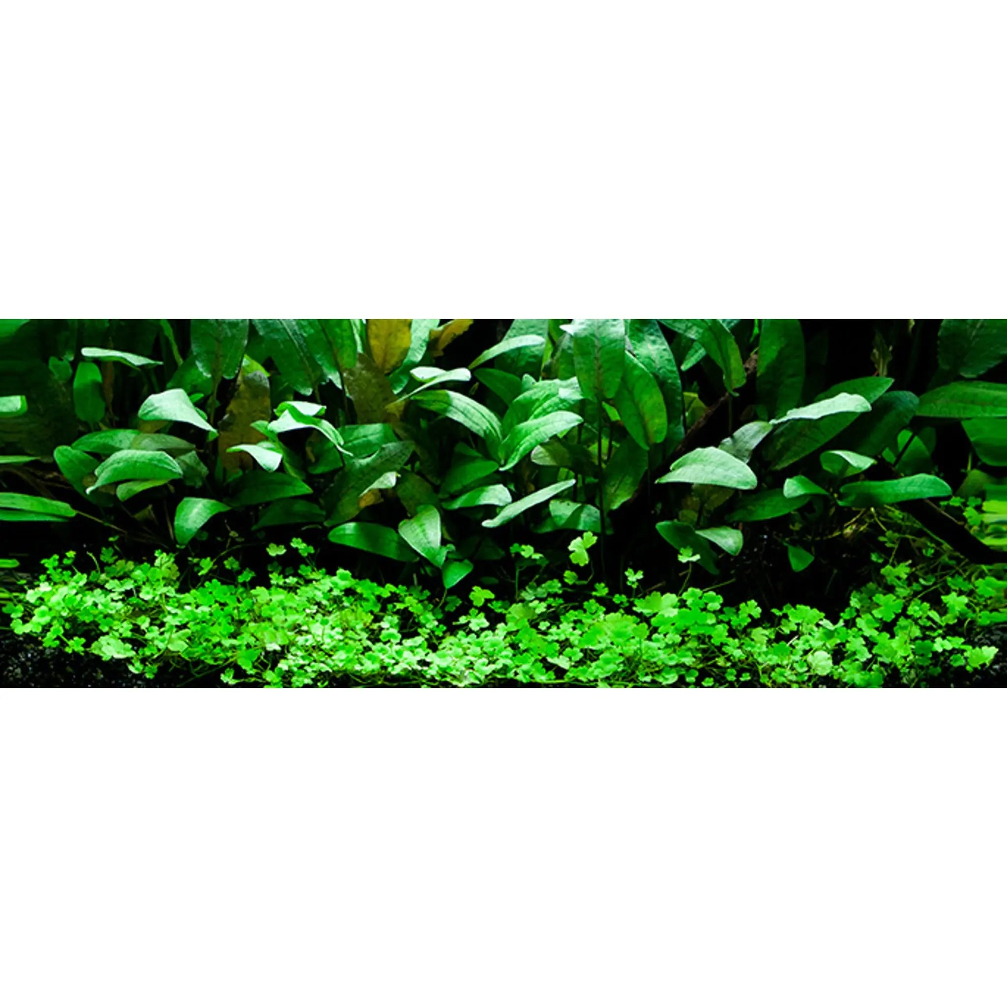 Scaped For You Collection - Layout 66 (48L) Easy - Aqua Essentials